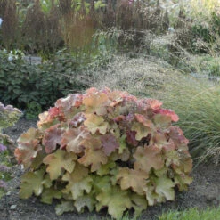'Caramel' Coral Bells -Plant Series heuchera coralbells caramel 2
