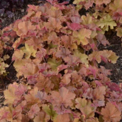 'Caramel' Coral Bells -Plant Series heuchera coralbells caramel