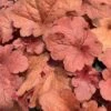 'Fire Alarm' Coral Bells -Plant Series heuchera fire alarm 1 P sw