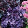 Forever® Purple Coral Bells -Plant Series heuchera forever purple 1 sw
