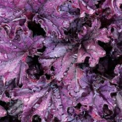 Forever® Purple Coral Bells 5 Forever® Purple Coral Bells -Plant Series heuchera forever purple 2 sw