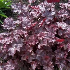 'Palace Purple' Coral Bells 10 'Palace Purple' Coral Bells -Plant Series heuchera palace purple 3 sw
