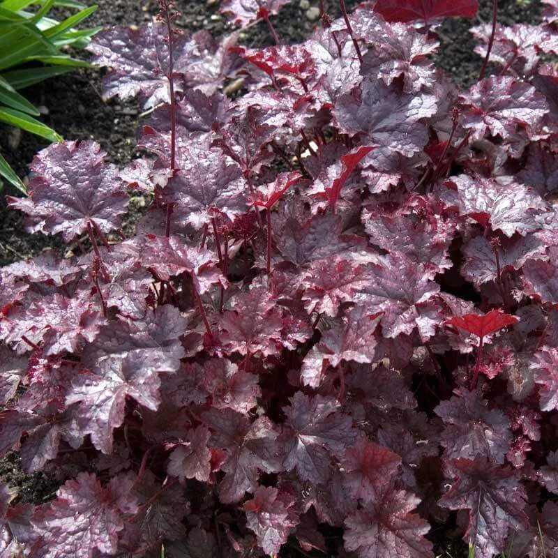 'Palace Purple' Coral Bells 5 'Palace Purple' Coral Bells - Image 3