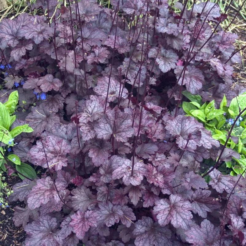 'Palace Purple' Coral Bells 6 'Palace Purple' Coral Bells - Image 4