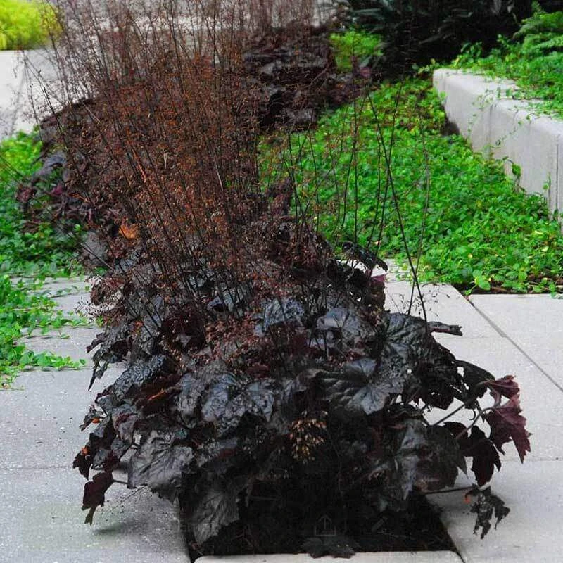 'Palace Purple' Coral Bells 7 'Palace Purple' Coral Bells - Image 5