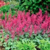 'Paris' Coral Bells -Plant Series heuchera paris coral bells 1