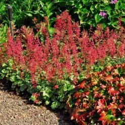 'Paris' Coral Bells -Plant Series heuchera paris coral bells 3