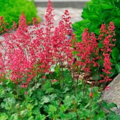 'Paris' Coral Bells -Plant Series heuchera paris coral bells 4