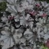 Primo® 'Black Pearl' Coral Bells 2 Primo® 'Black Pearl' Coral Bells -Plant Series heuchera primo black pearl coral bells 1