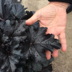 Primo® 'Black Pearl' Coral Bells -Plant Series heuchera primo black pearl coral bells 3