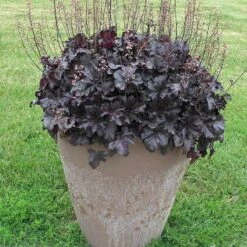 Primo® 'Black Pearl' Coral Bells -Plant Series heuchera primo black pearl coral bells 4