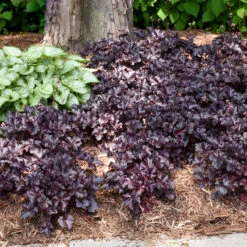 Primo® 'Black Pearl' Coral Bells -Plant Series heuchera primo black pearl coral bells 5