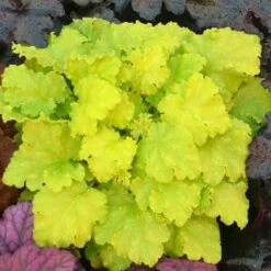 'Twist Of Lime' Coral Bells 11 'Twist Of Lime' Coral Bells -Plant Series heuchera twist of lime 3