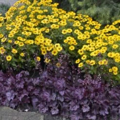 Primo® 'Wild Rose' Coral Bells 10 Primo® 'Wild Rose' Coral Bells -Plant Series heuchera wild rose 6