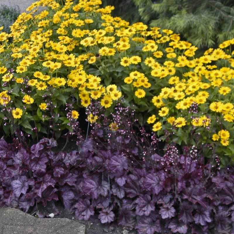 Primo® 'Wild Rose' Coral Bells 5 Primo® 'Wild Rose' Coral Bells - Image 3