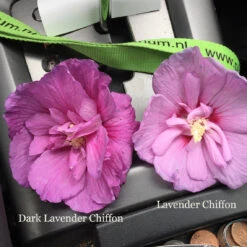 Dark Lavender Chiffon® Rose Of Sharon 8 Dark Lavender Chiffon® Rose Of Sharon -Plant Series hibiscus dark lavender chiffon 1