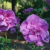 Dark Lavender Chiffon® Rose Of Sharon -Plant Series hibiscus dark lavender chiffon 3