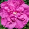 Magenta Chiffon® Rose Of Sharon -Plant Series hibiscus magenta chiffon 1
