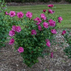 Magenta Chiffon® Rose Of Sharon -Plant Series hibiscus magenta chiffon 3