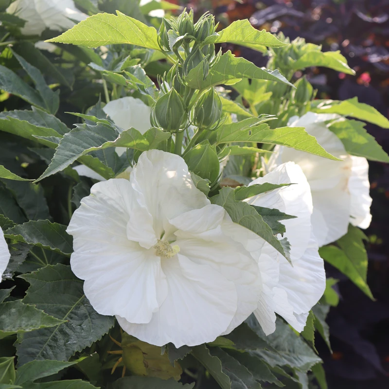 'Marshmallow Moon' Perennial Hibiscus 4 'Marshmallow Moon' Perennial Hibiscus - Image 2
