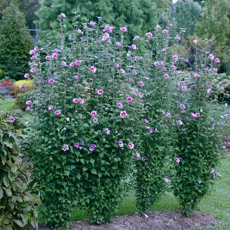 Purple Pillar® Rose Of Sharon 3 Purple Pillar® Rose Of Sharon