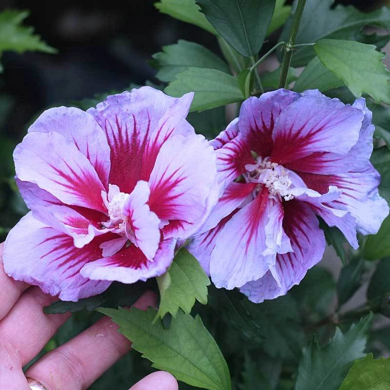 Purple Pillar® Rose Of Sharon 4 Purple Pillar® Rose Of Sharon - Image 2
