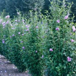 Purple Pillar® Rose Of Sharon 13 Purple Pillar® Rose Of Sharon -Plant Series hibiscus purple pillar 3