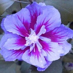 Purple Pillar® Rose Of Sharon 14 Purple Pillar® Rose Of Sharon -Plant Series hibiscus purple pillar 4