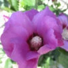 Purple Satin® Rose Of Sharon -Plant Series hibiscus purple satin 1