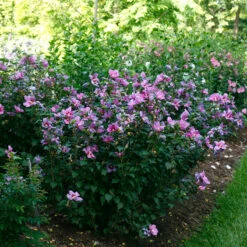 Purple Satin® Rose Of Sharon -Plant Series hibiscus purple satin 2