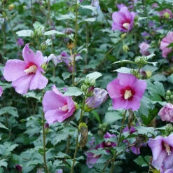 Purple Satin® Rose Of Sharon -Plant Series hibiscus purple satin 3
