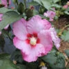 Ruffled Satin® Rose Of Sharon -Plant Series hibiscus ruffled satin 1