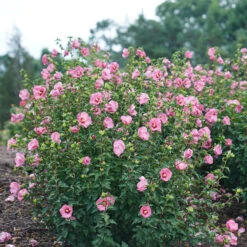 Ruffled Satin® Rose Of Sharon -Plant Series hibiscus ruffled satin 2