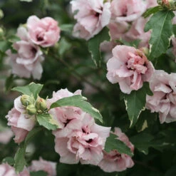 Sugar Tip® Rose Of Sharon -Plant Series hibiscus sugar tip 3