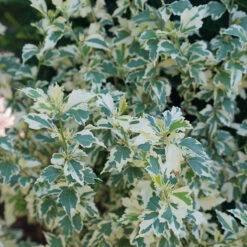 Sugar Tip® Rose Of Sharon -Plant Series hibiscus sugar tip 4