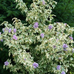 Sugar Tip® Gold Rose Of Sharon 8 Sugar Tip® Gold Rose Of Sharon -Plant Series hibiscus sugar tip gold 3