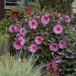 Summerific® 'Berry Awesome' Perennial Hibiscus -Plant Series hibiscus summerific berry awesome 2 sw