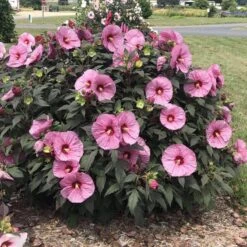 Summerific® 'Berry Awesome' Perennial Hibiscus -Plant Series hibiscus summerific berry awesome 4 sw