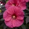 Summerific® 'Evening Rose' Perennial Hibiscus -Plant Series hibiscus summerific evening rose 1 sw
