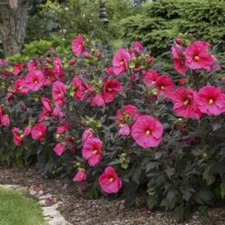 Summerific® 'Evening Rose' Perennial Hibiscus -Plant Series hibiscus summerific evening rose 3 sw