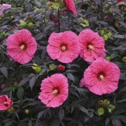 Summerific® 'Evening Rose' Perennial Hibiscus -Plant Series hibiscus summerific evening rose 4 sw