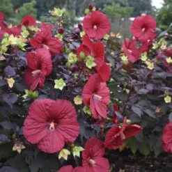 Summerific® 'Holy Grail' Perennial Hibiscus -Plant Series hibiscus summerific holy grail 2 sw