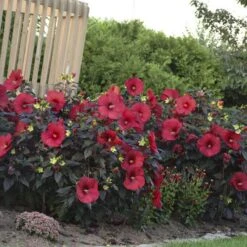 Summerific® 'Holy Grail' Perennial Hibiscus -Plant Series hibiscus summerific holy grail 4 sw