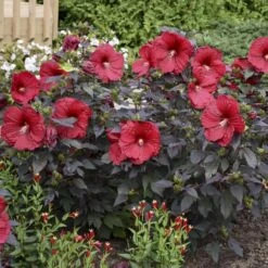 Summerific® 'Holy Grail' Perennial Hibiscus -Plant Series hibiscus summerific holy grail 5 sw