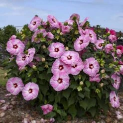 Summerific® 'Spinderella' Perennial Hibiscus -Plant Series hibiscus summerific spinderella 1 sw