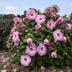 Summerific® 'Spinderella' Perennial Hibiscus -Plant Series hibiscus summerific spinderella 2 sw