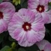 Summerific® 'Spinderella' Perennial Hibiscus -Plant Series hibiscus summerific spinderella 4 sw