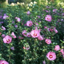Ruffled Satin® Rose Of Sharon -Plant Series hibsicus ruffled satin 3