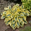 Shadowland® 'Autumn Frost' Hosta 1 Shadowland® 'Autumn Frost' Hosta -Plant Series hosta autumn frost 1