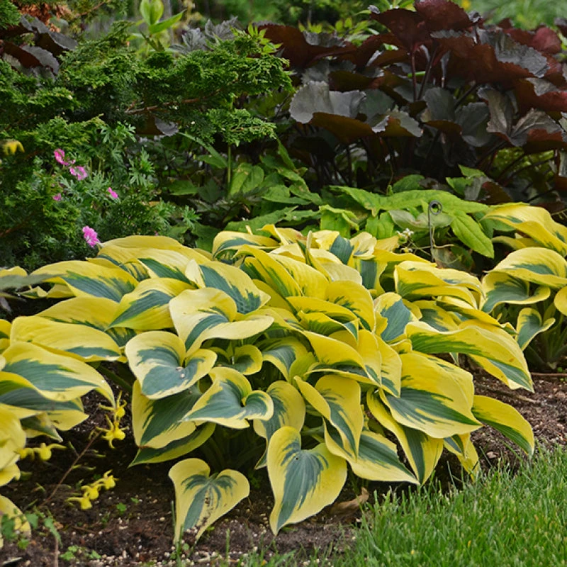 Shadowland® 'Autumn Frost' Hosta 4 Shadowland® 'Autumn Frost' Hosta - Image 2